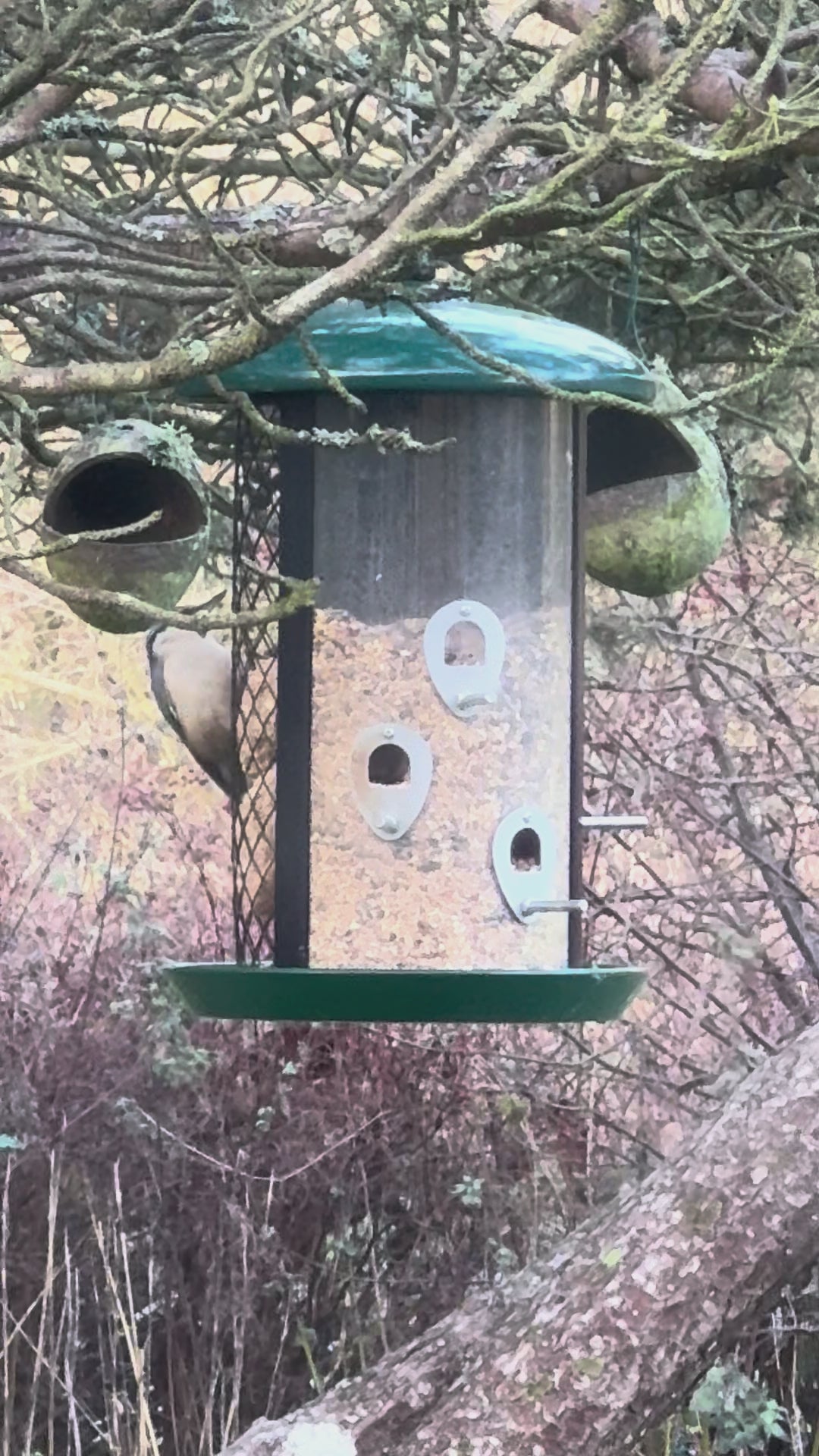 Foderautomat til mejsebolde og fugleblanding - 4,5 kg
