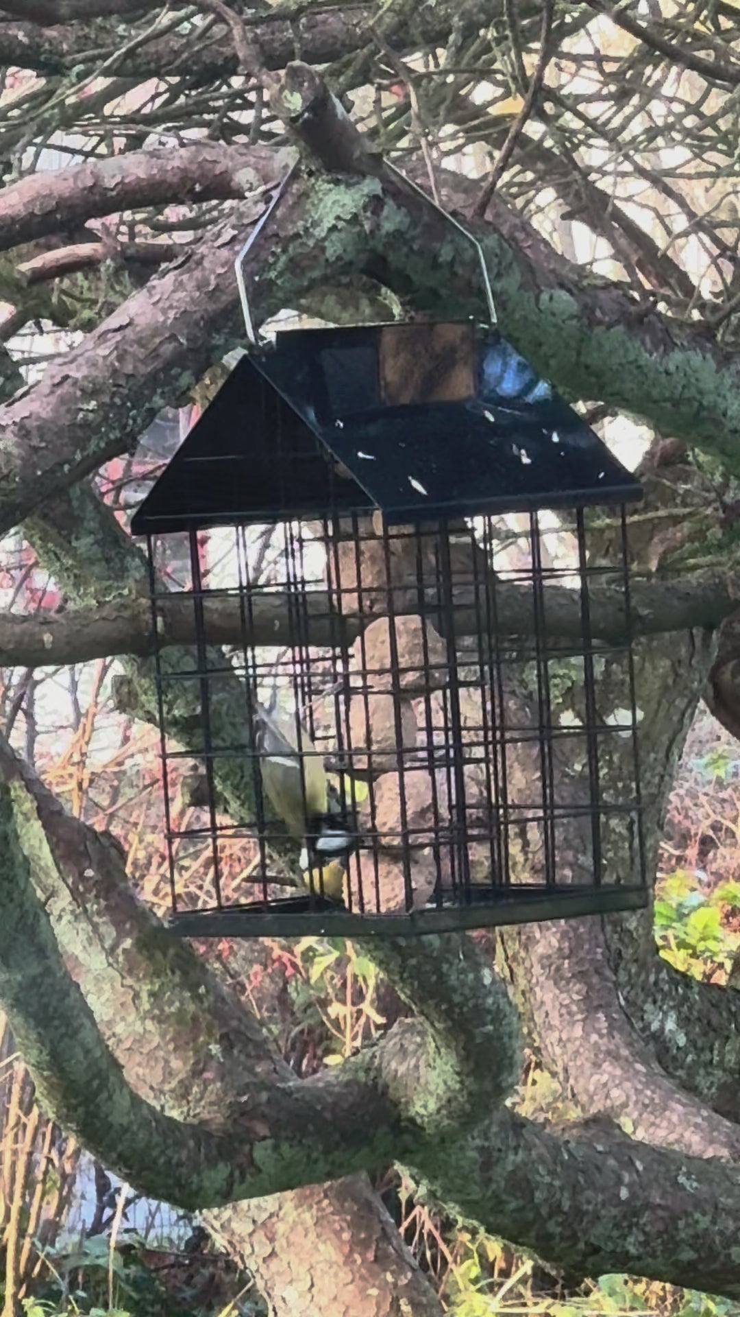 Foderautomat til mejsebolde med værn og ophæng